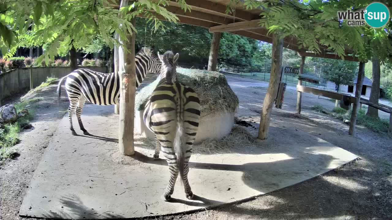 Web kamera uživo Zebras u ZOO Ljubljana – Slovenija