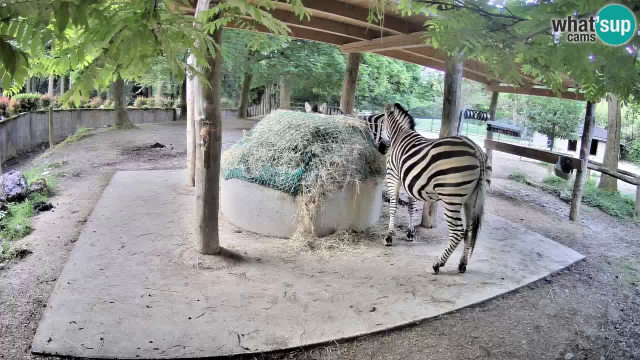 Web kamera uživo Zebras u ZOO Ljubljana – Slovenija