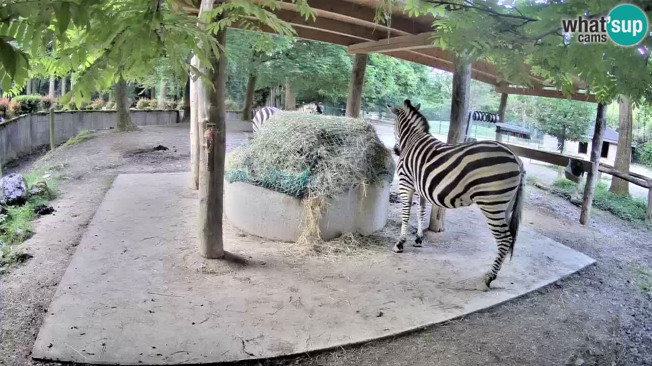 Le Zebre nello ZOO di Ljubljana – Slovenia Live webcam