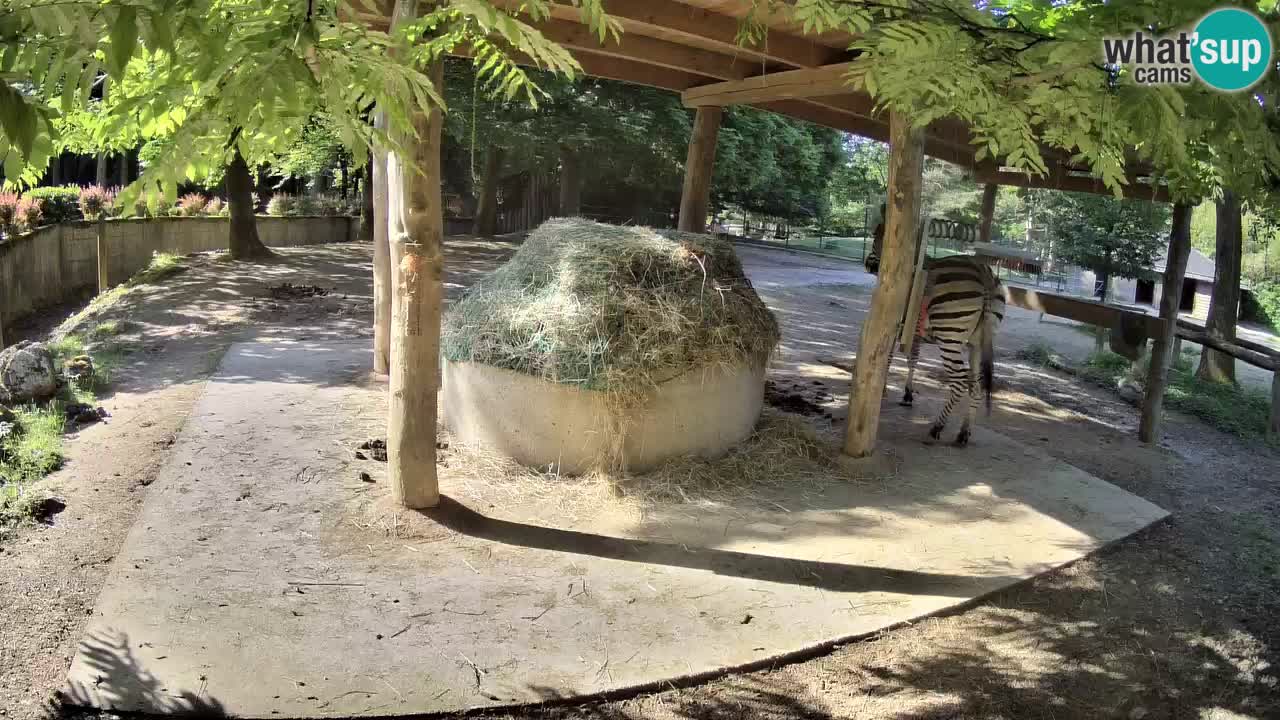 Camera en vivo Cebras in Ljubljana ZOO – Eslovenia