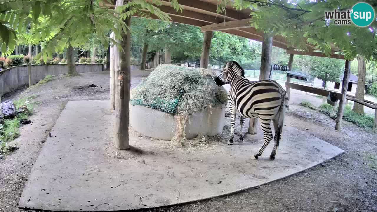 Live webcam Zebras in Ljubljana ZOO – Slovenia