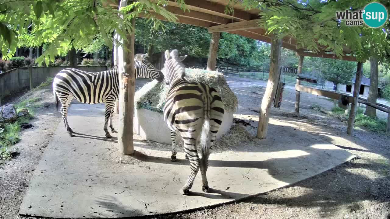 Live webcam Zebras in Ljubljana ZOO – Slovenia
