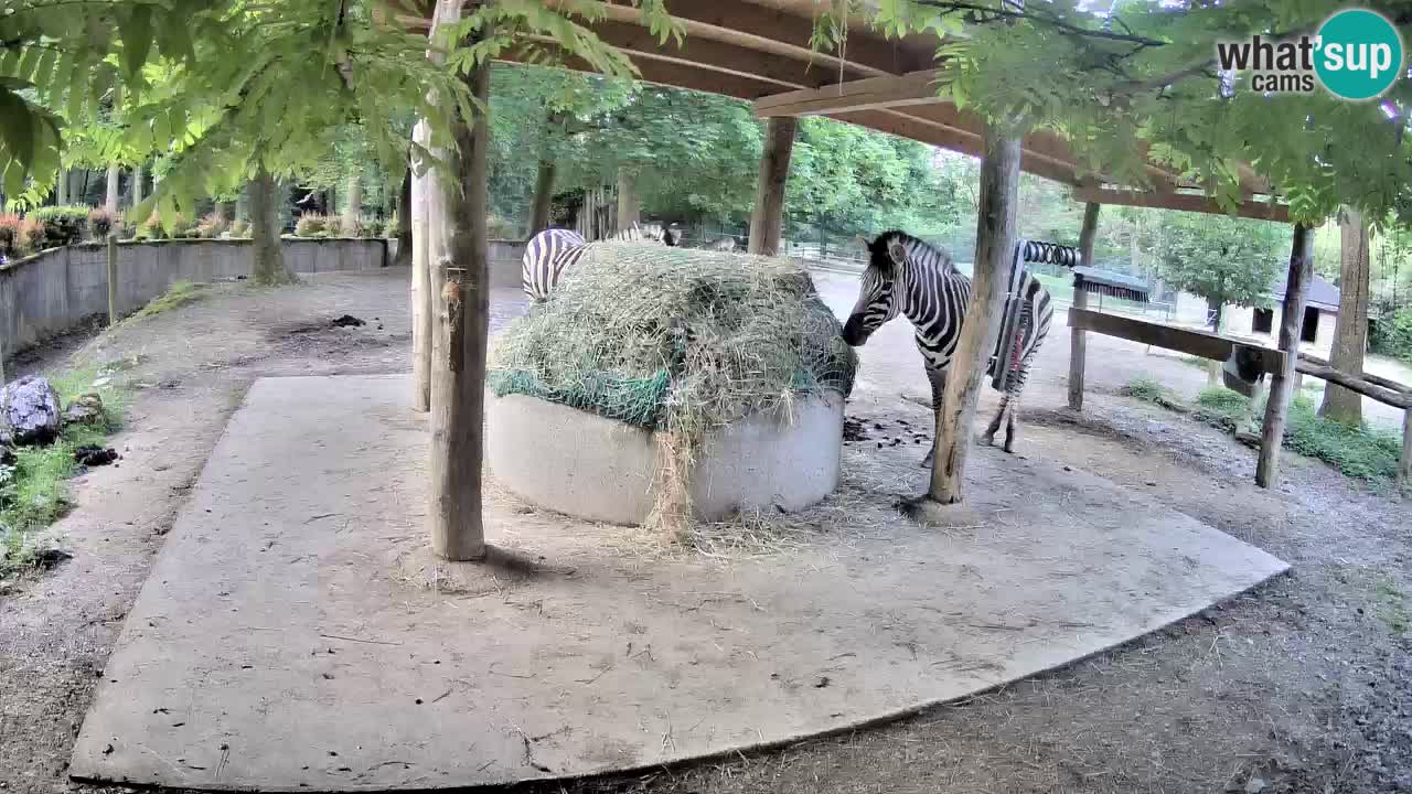 Zebre v živo v živalskem vrtu Ljubljana ZOO spletne kamere