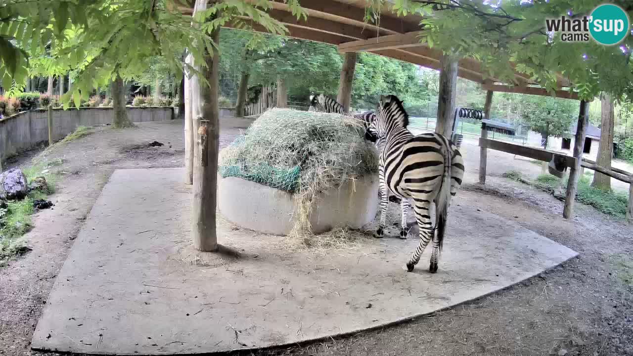Live Webcam Zebras in Ljubljana ZOO – Slowenien