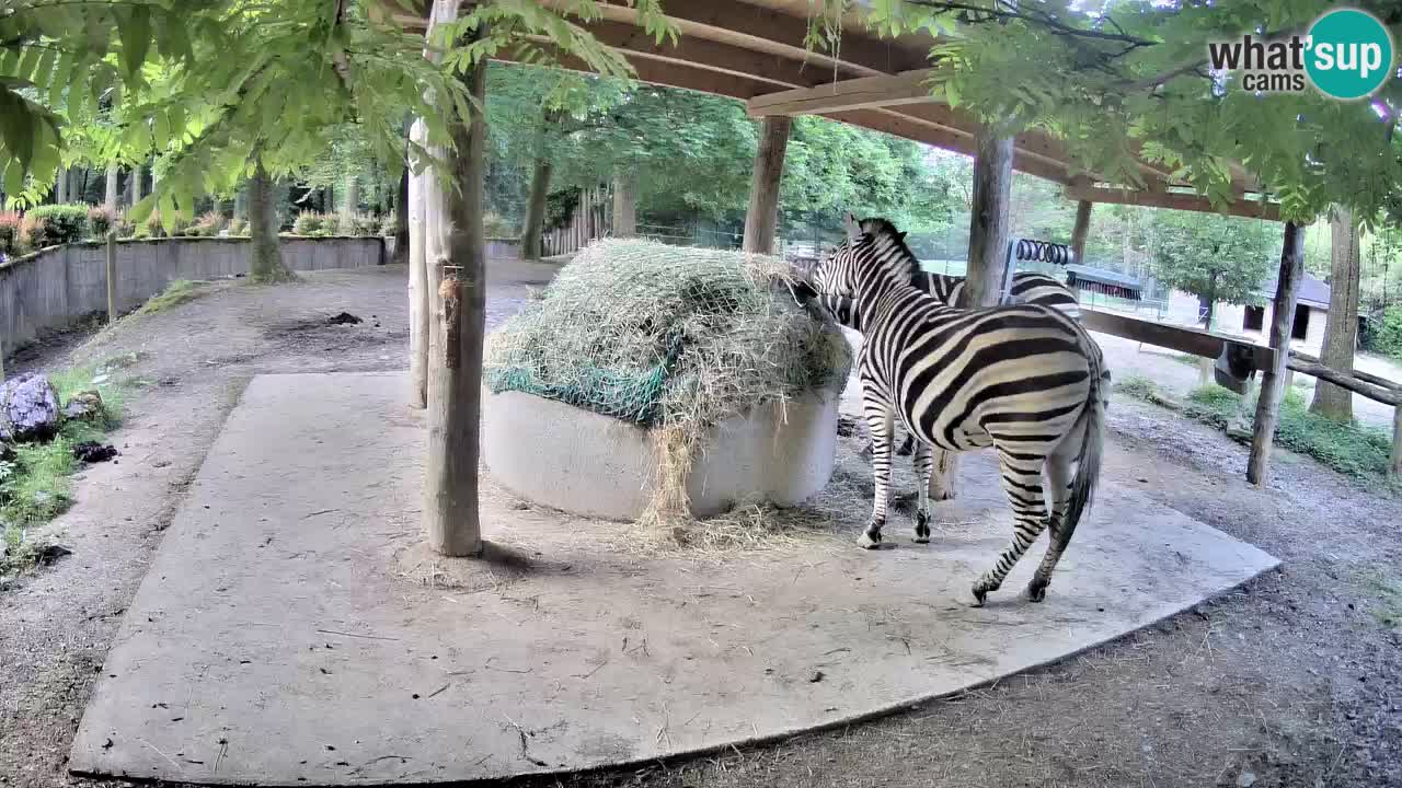 Live Webcam Zebras in Ljubljana ZOO – Slowenien