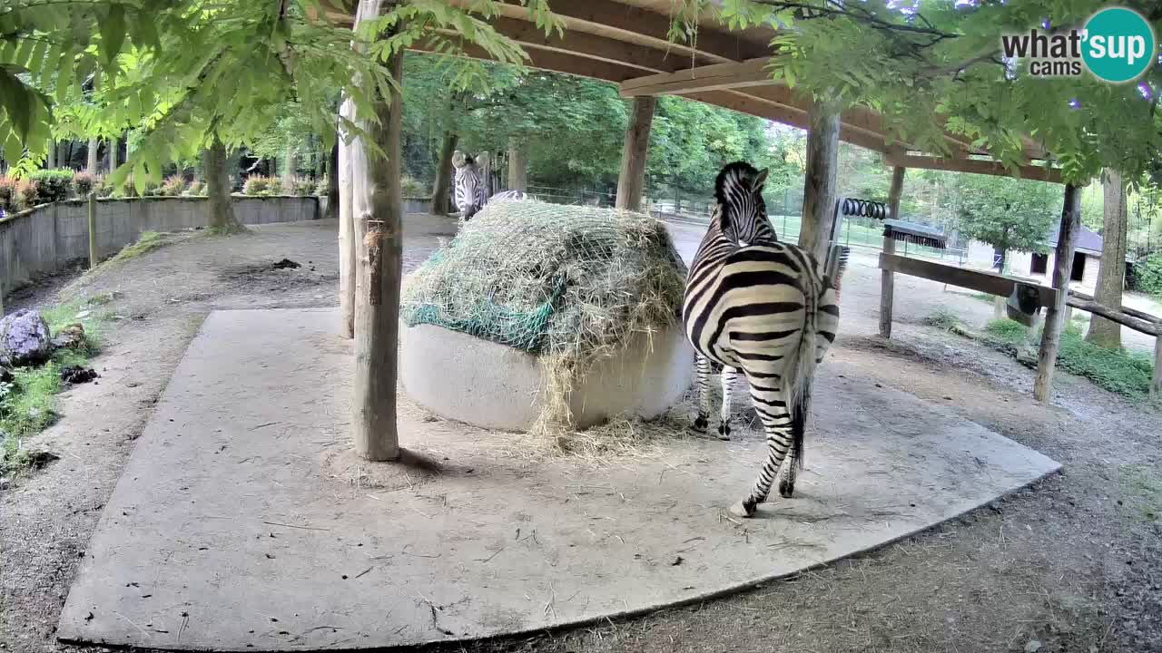 Live webcam Zebras in Ljubljana ZOO – Slovenia