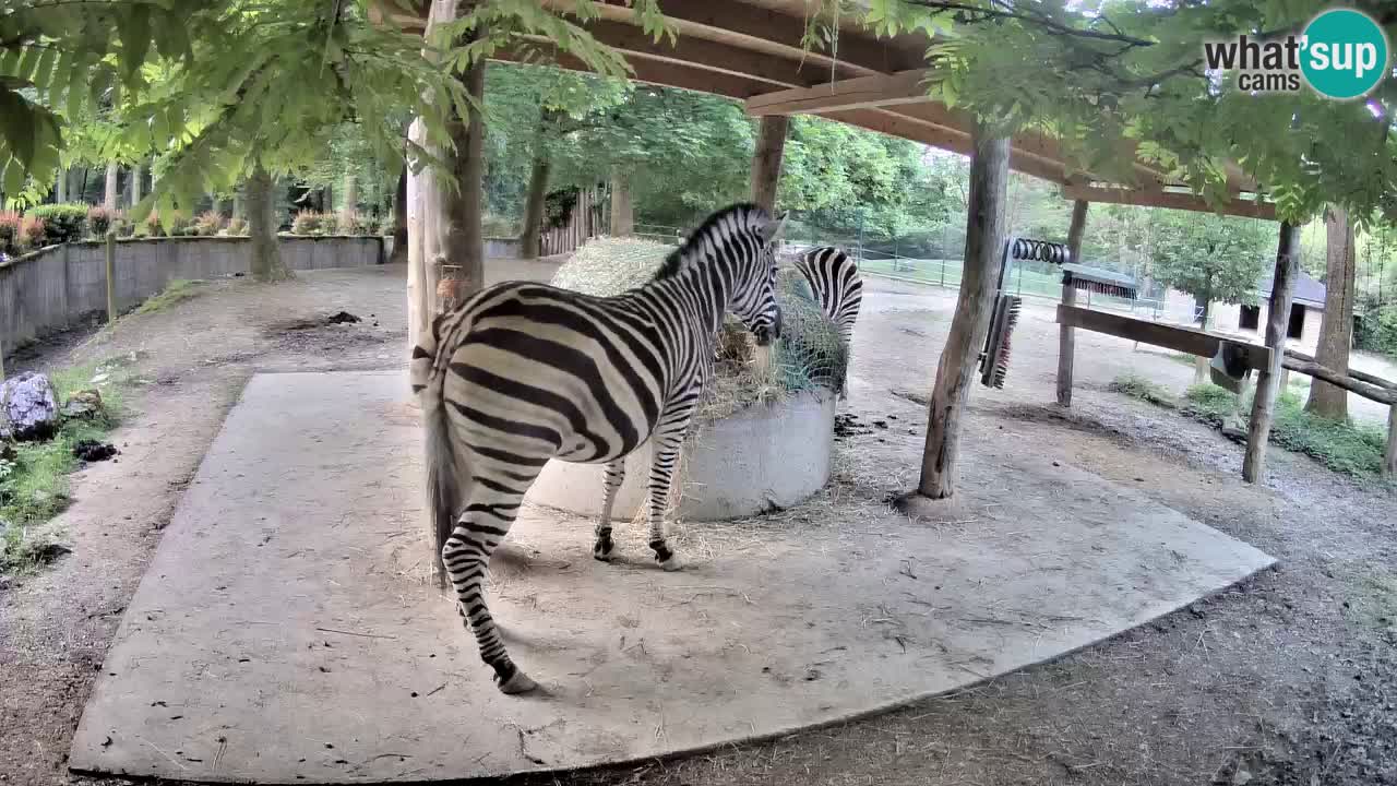 Live webcam Zebras in Ljubljana ZOO – Slovenia