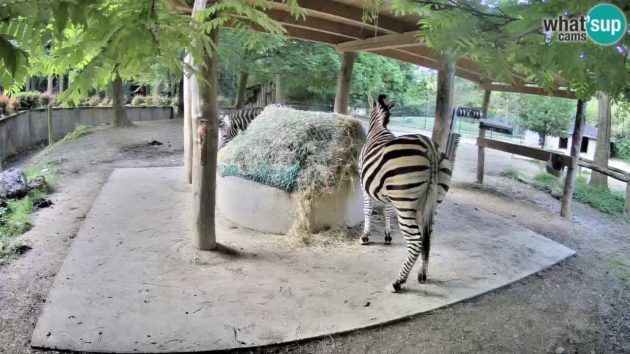 Live Webcam Zebras in Ljubljana ZOO – Slowenien