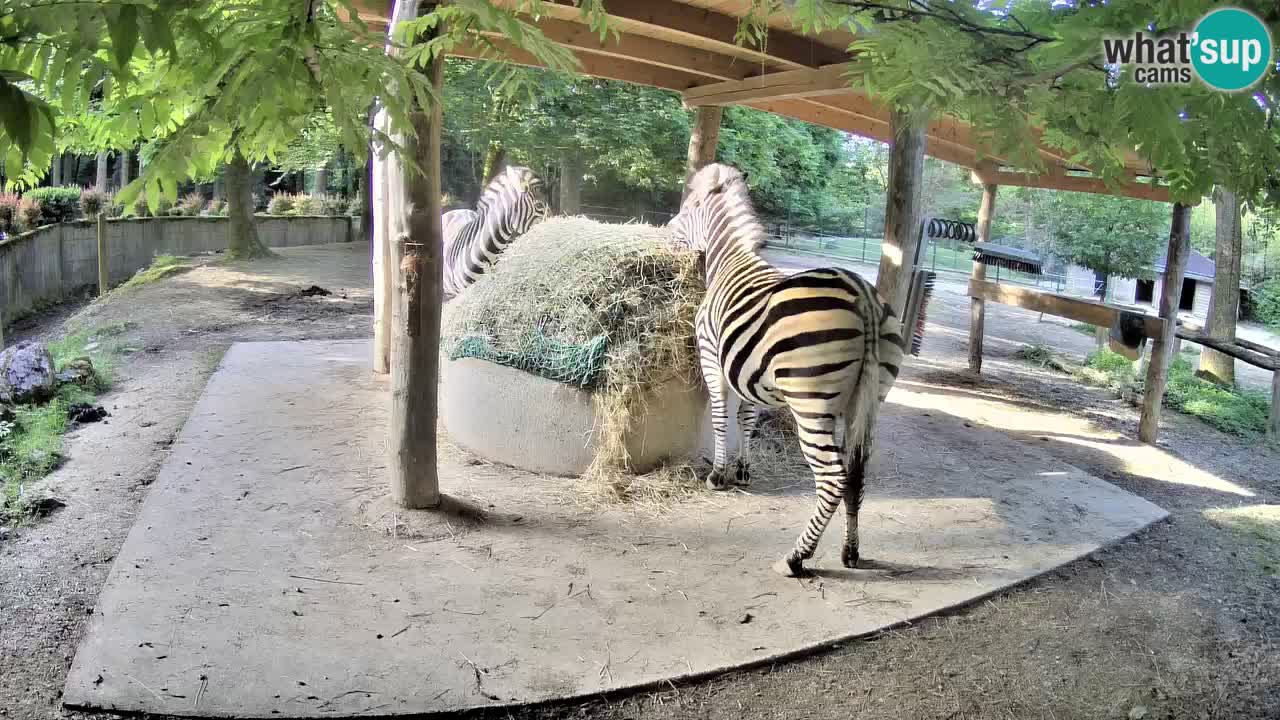 Live webcam Zebras in Ljubljana ZOO – Slovenia
