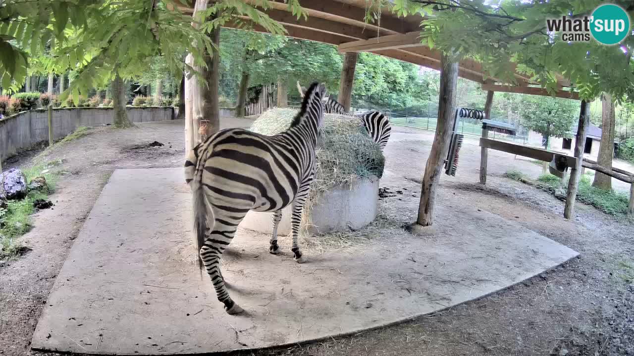 Live webcam Zebras in Ljubljana ZOO – Slovenia