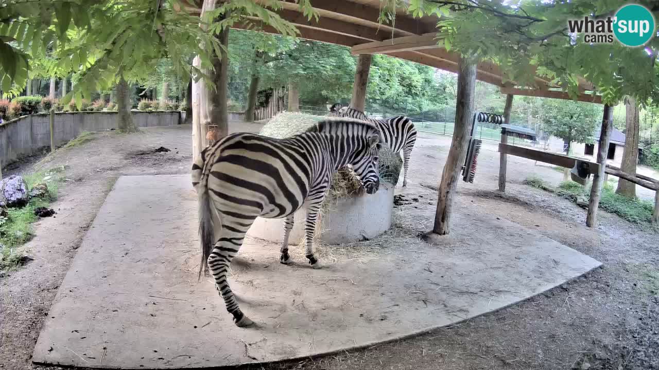 Live Webcam Zebras in Ljubljana ZOO – Slowenien