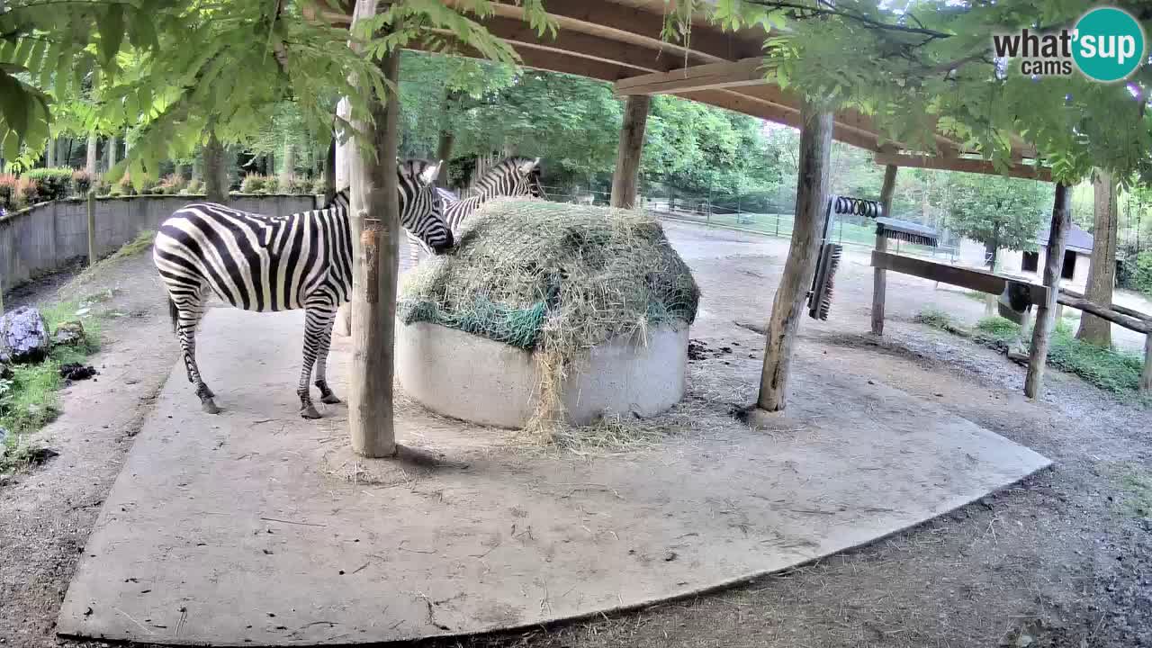 Live webcam Zebras in Ljubljana ZOO – Slovenia
