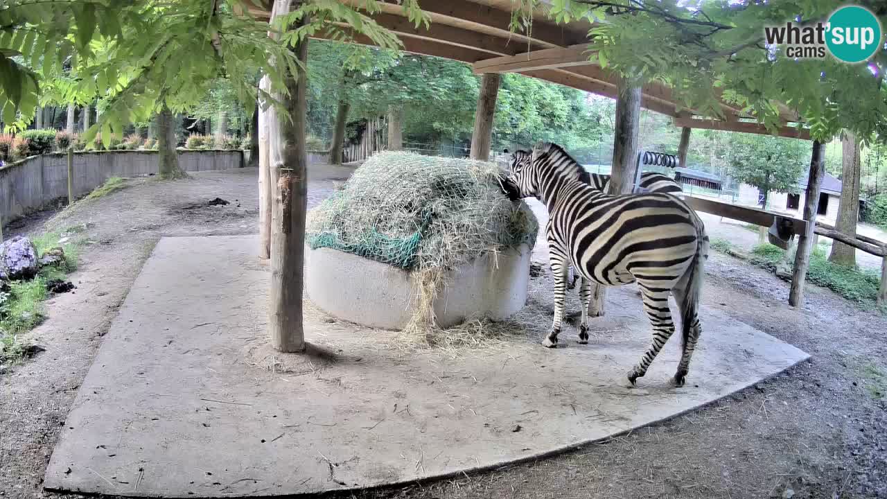 Web kamera uživo Zebras u ZOO Ljubljana – Slovenija