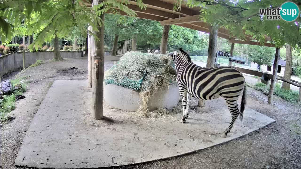 Web kamera uživo Zebras u ZOO Ljubljana – Slovenija