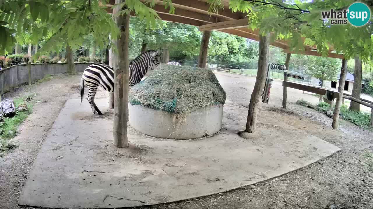 Live webcam Zebras in Ljubljana ZOO – Slovenia