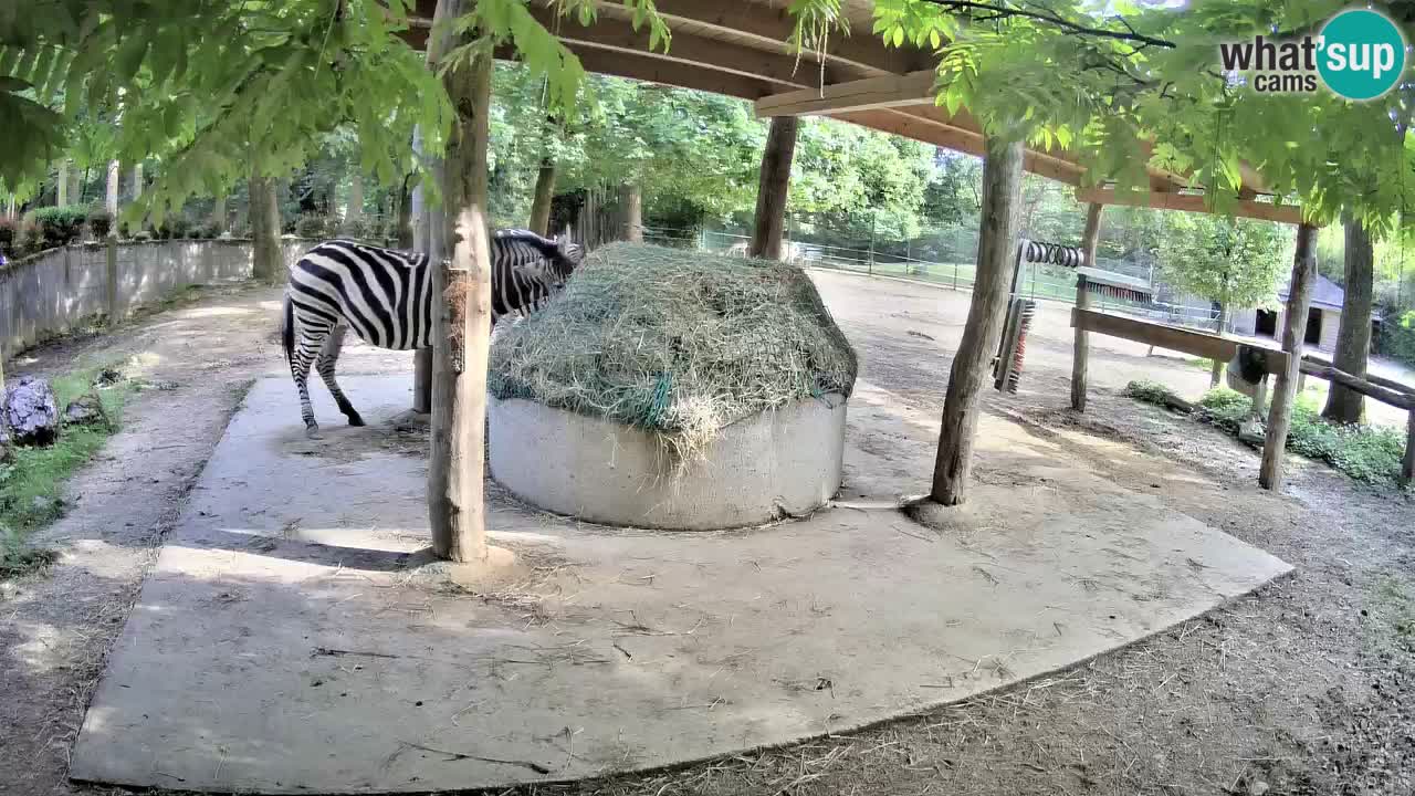 Live webcam Zebras in Ljubljana ZOO – Slovenia