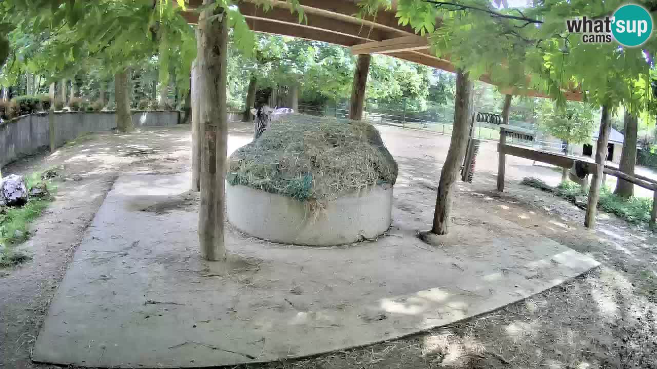 Camera en vivo Cebras in Ljubljana ZOO – Eslovenia