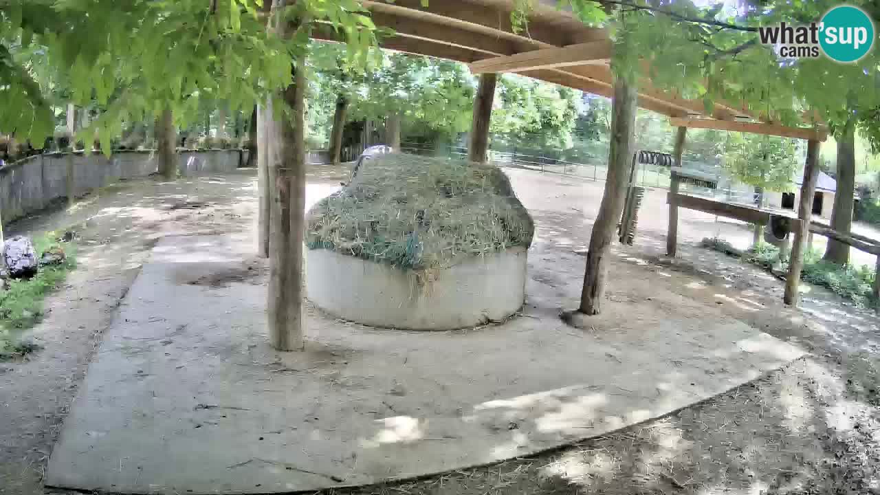 Zebre v živo v živalskem vrtu Ljubljana ZOO spletne kamere