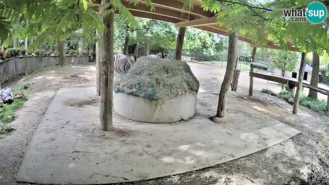 Camera en vivo Cebras in Ljubljana ZOO – Eslovenia