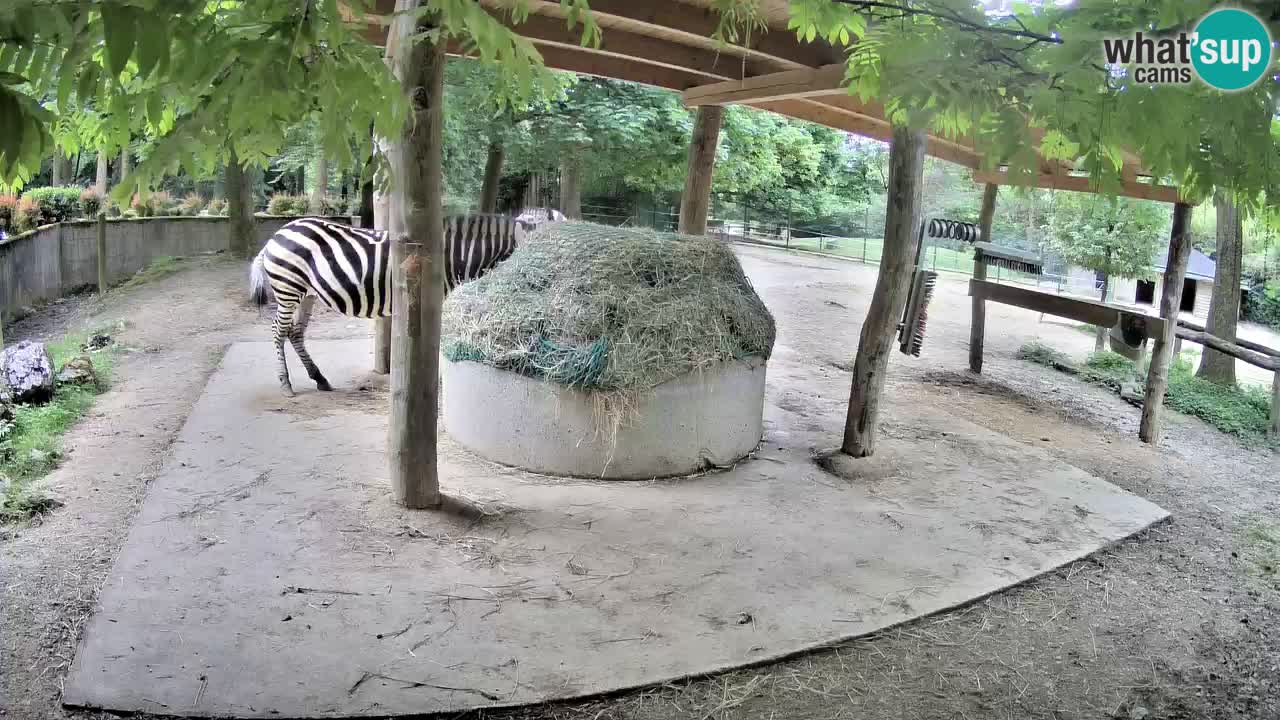 Web kamera uživo Zebras u ZOO Ljubljana – Slovenija