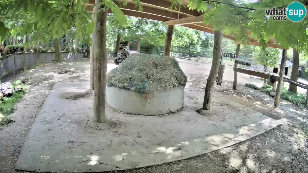 Live webcam Zebras in Ljubljana ZOO – Slovenia
