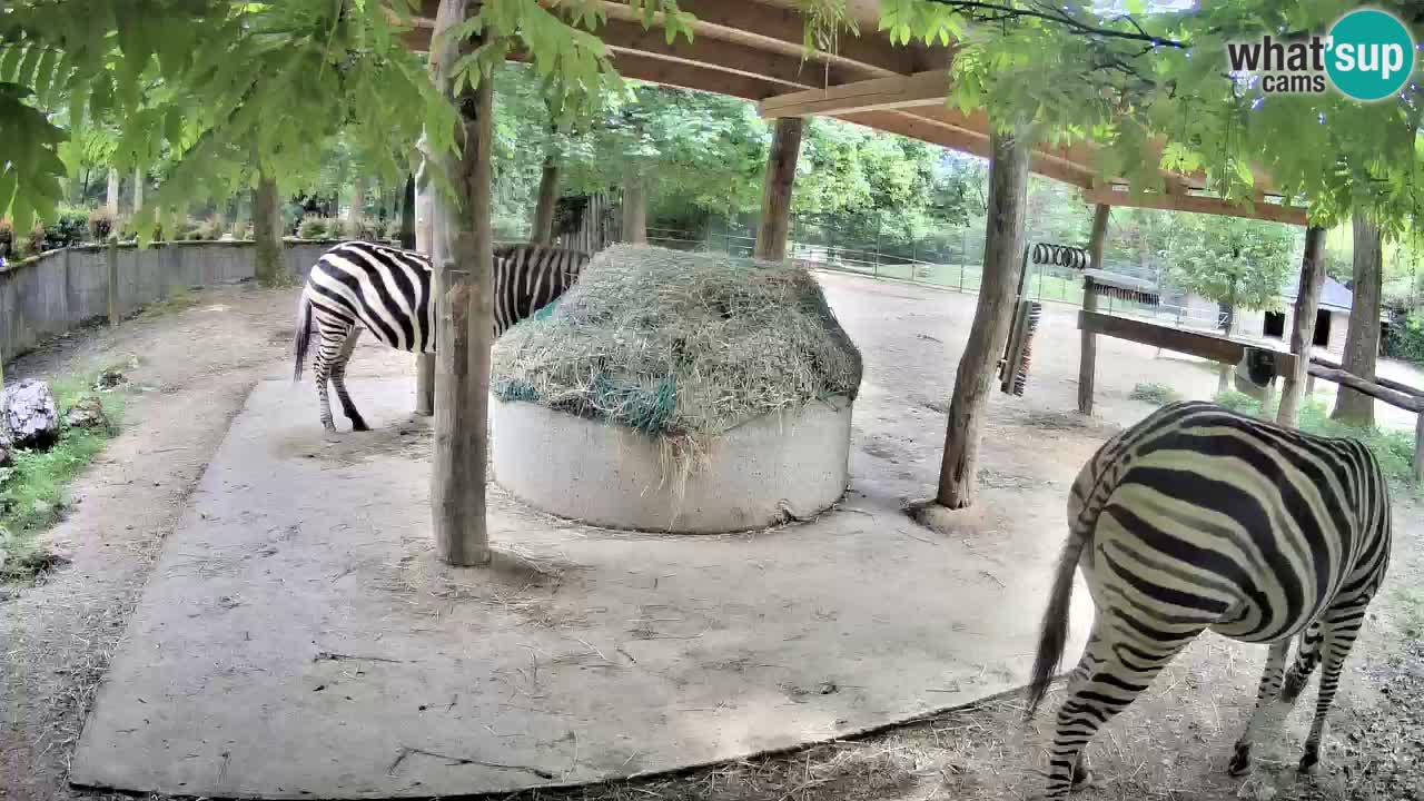 Live webcam Zebras in Ljubljana ZOO – Slovenia