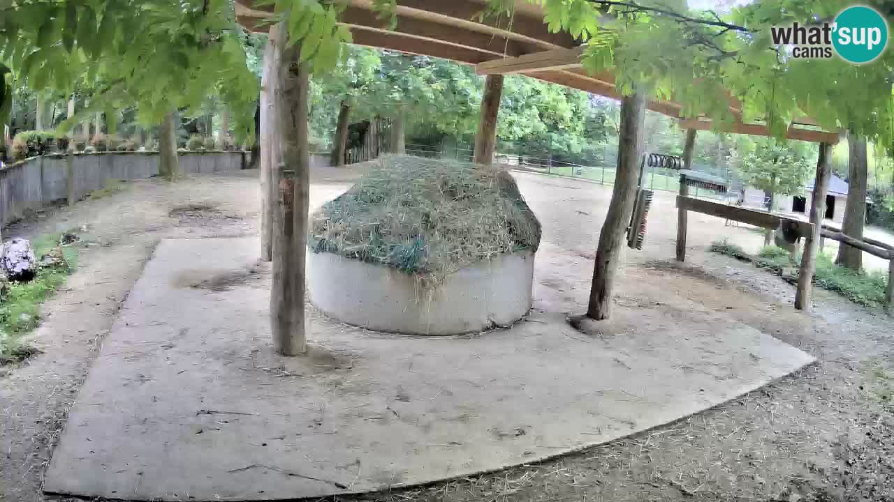 Live webcam Zebras in Ljubljana ZOO – Slovenia
