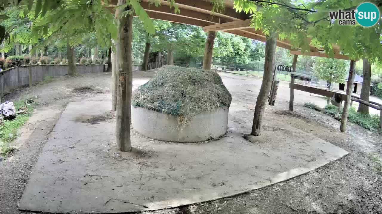 Le Zebre nello ZOO di Ljubljana – Slovenia Live webcam