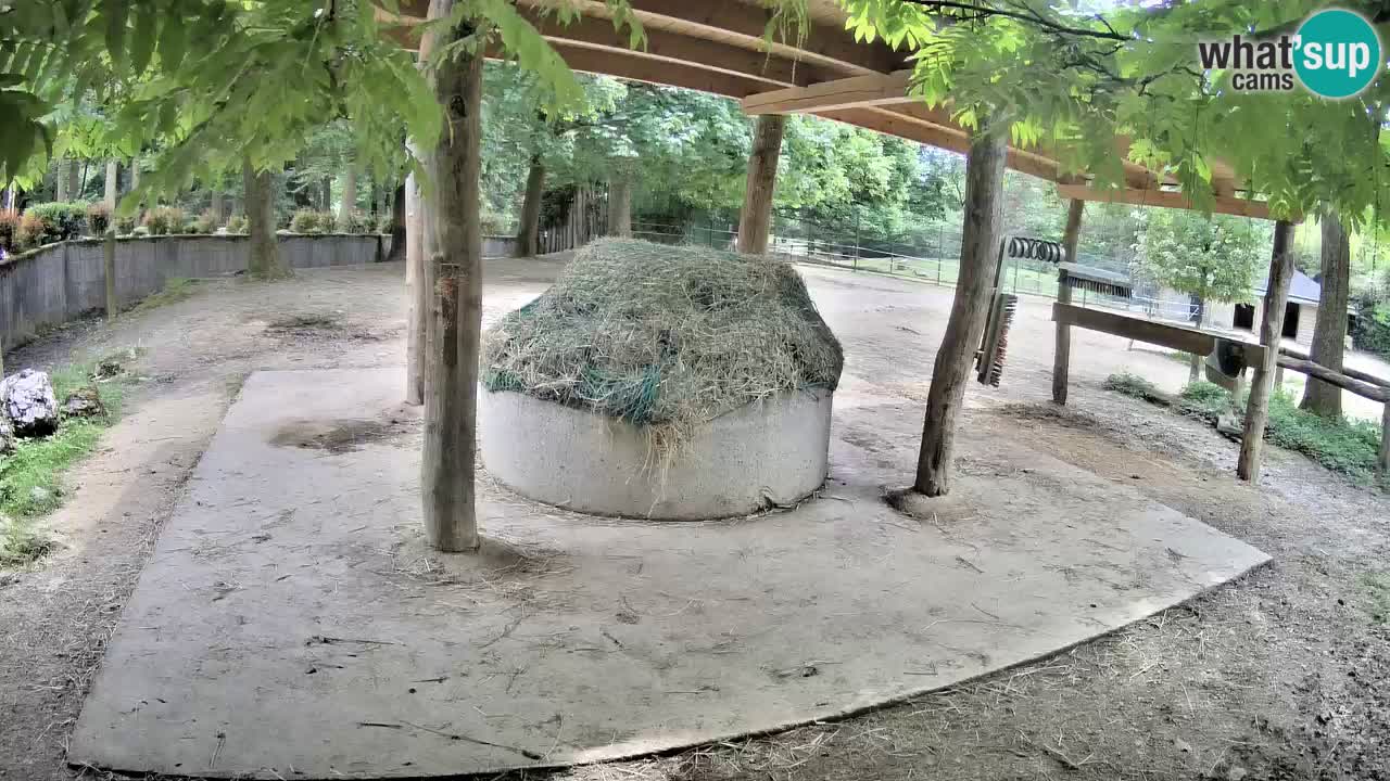 Le Zebre nello ZOO di Ljubljana – Slovenia Live webcam