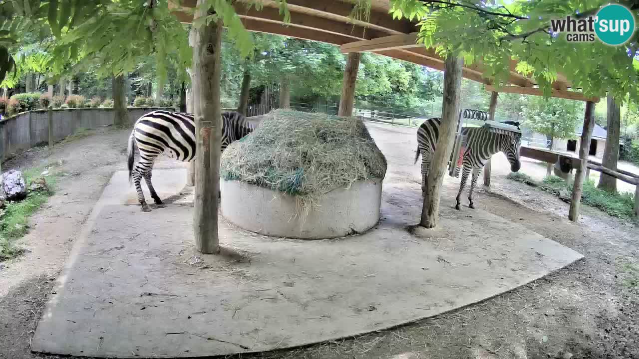 Camera en vivo Cebras in Ljubljana ZOO – Eslovenia