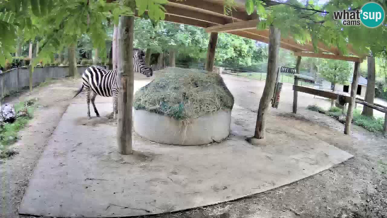 Live webcam Zebras in Ljubljana ZOO – Slovenia