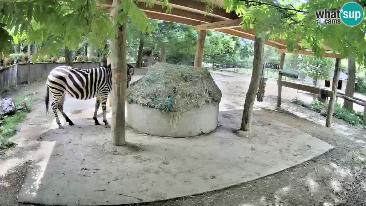 Live webcam Zebras in Ljubljana ZOO – Slovenia