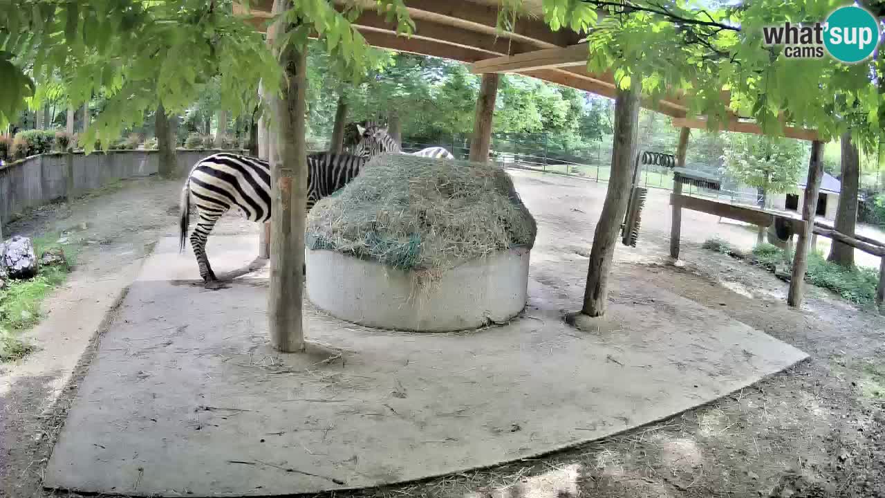 Zebre v živo v živalskem vrtu Ljubljana ZOO spletne kamere