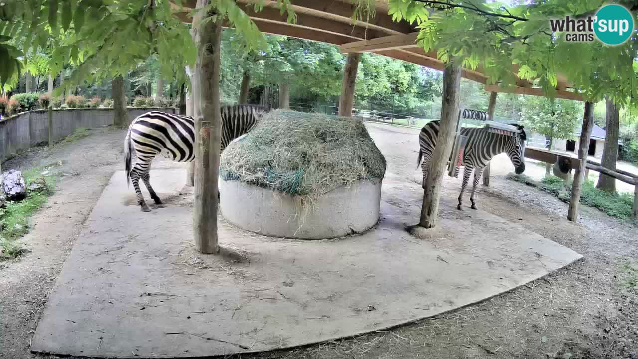Live webcam Zebras in Ljubljana ZOO – Slovenia