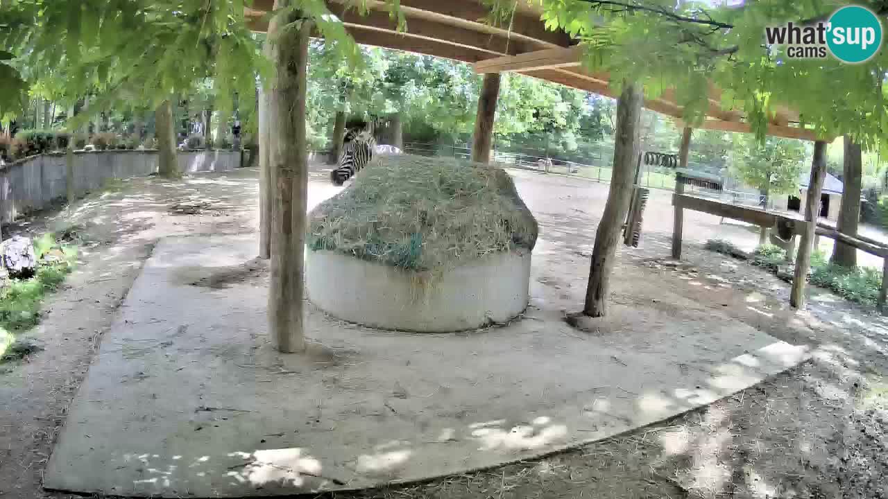Live webcam Les zèbres in Ljubljana ZOO – Slovénie