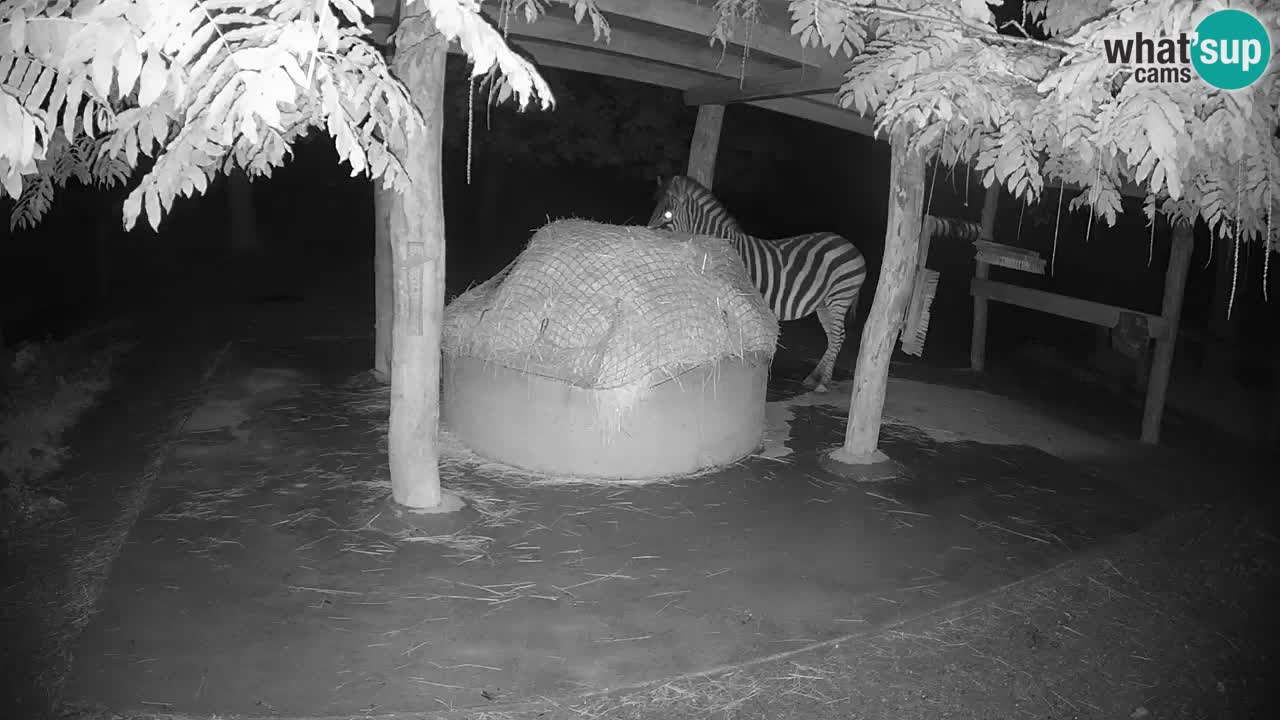 Live webcam Zebras in Ljubljana ZOO – Slovenia