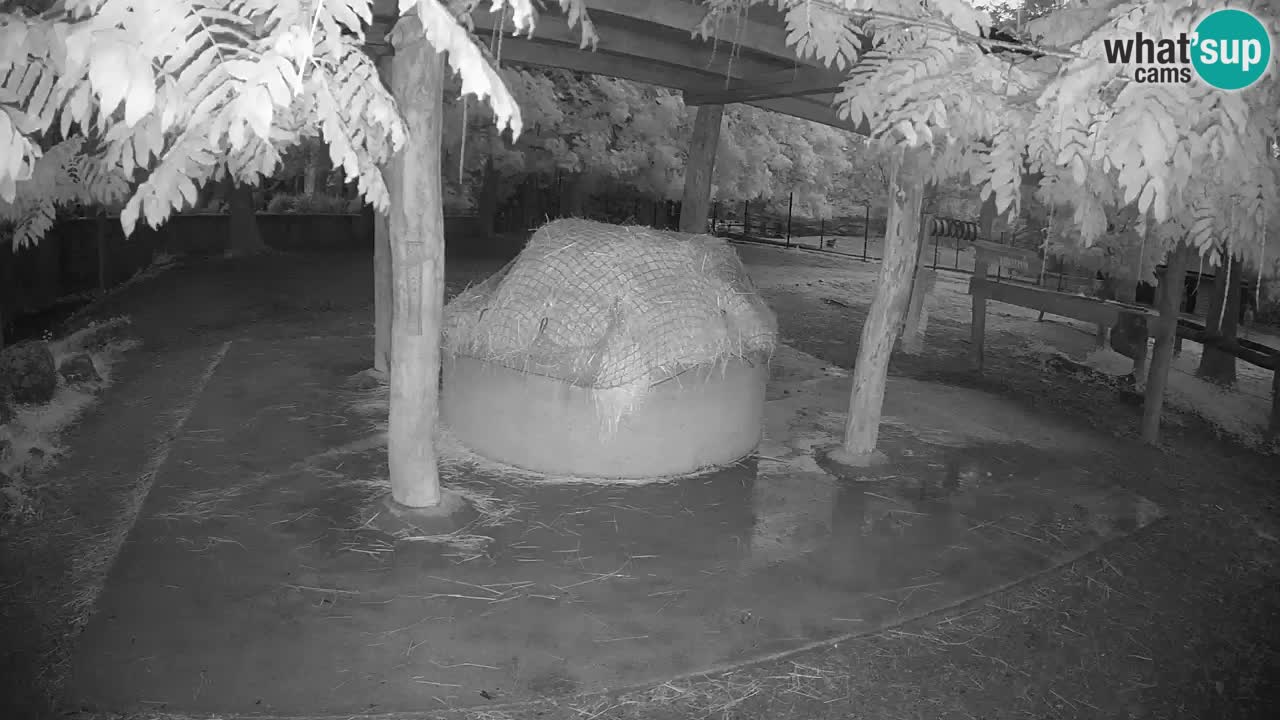 Web kamera uživo Zebras u ZOO Ljubljana – Slovenija