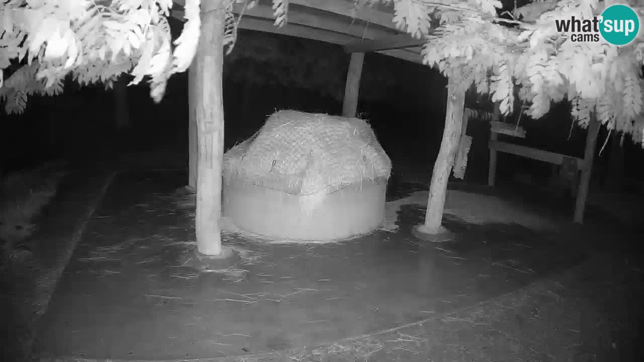 Live webcam Zebras in Ljubljana ZOO – Slovenia