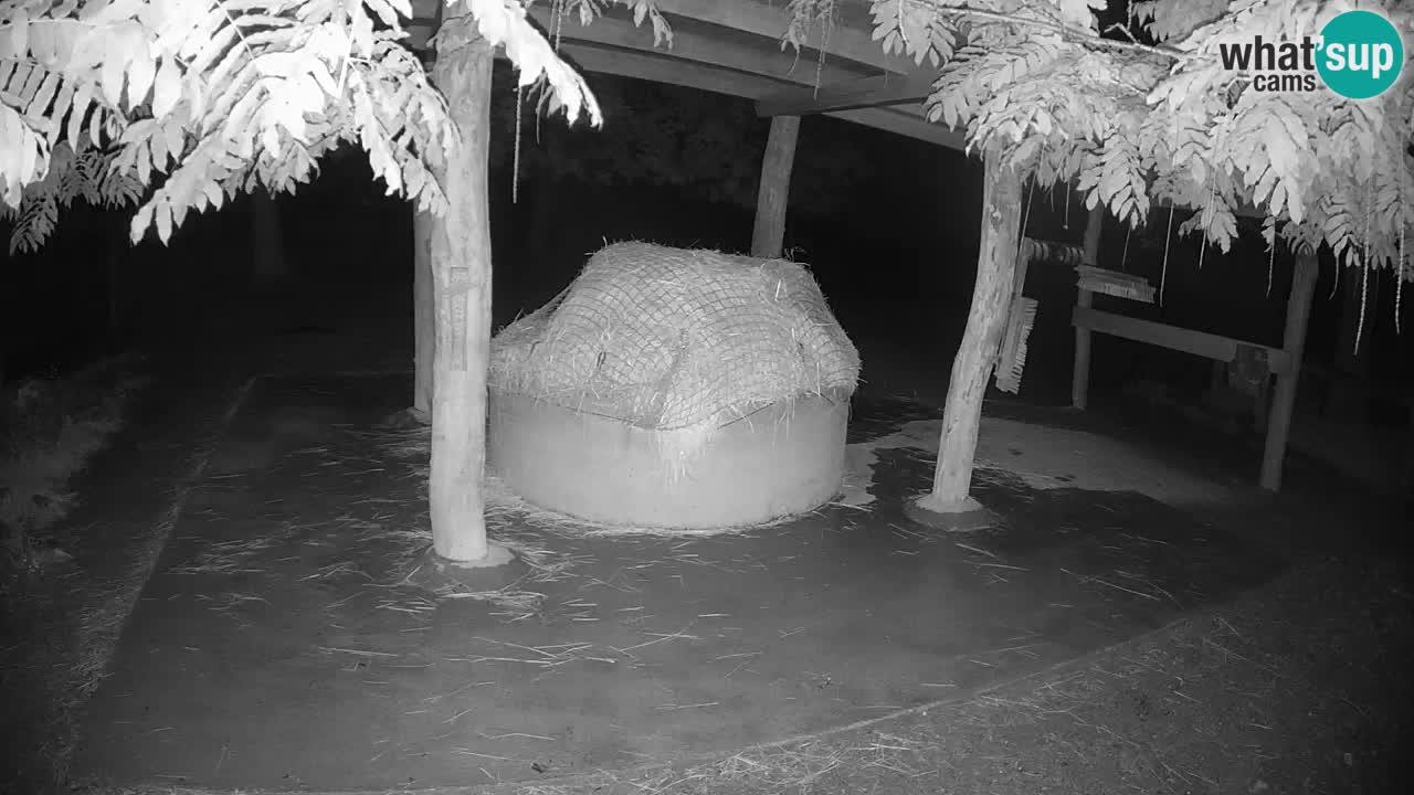 Live webcam Zebras in Ljubljana ZOO – Slovenia