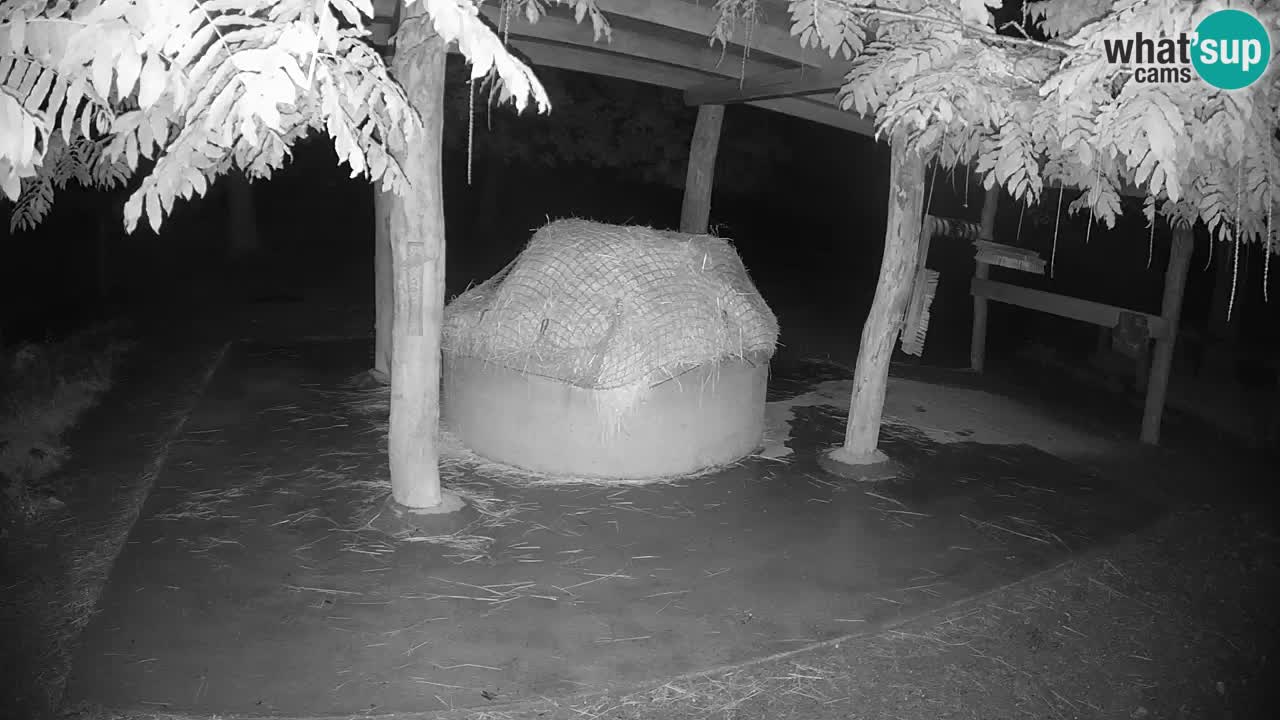 Live webcam Zebras in Ljubljana ZOO – Slovenia