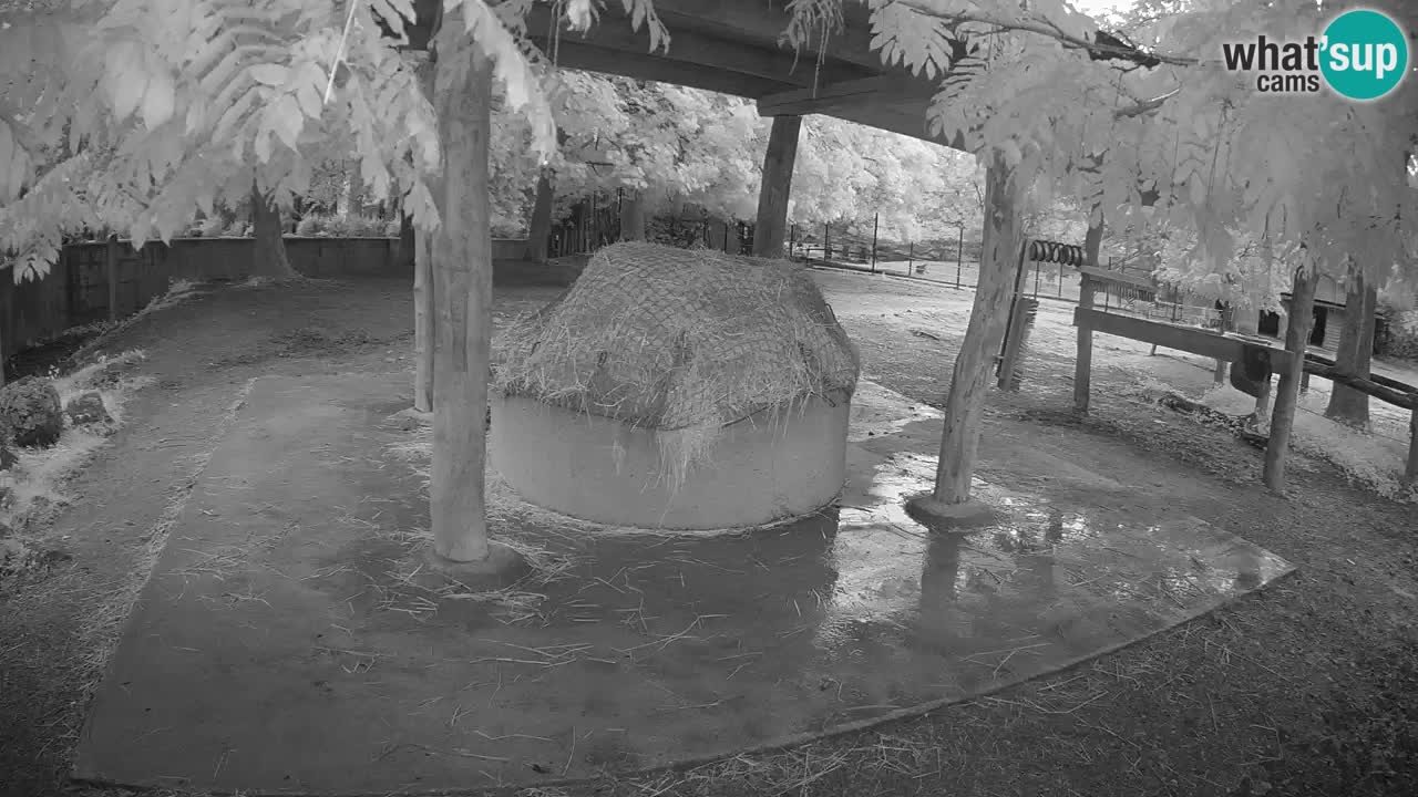 Live webcam Zebras in Ljubljana ZOO – Slovenia
