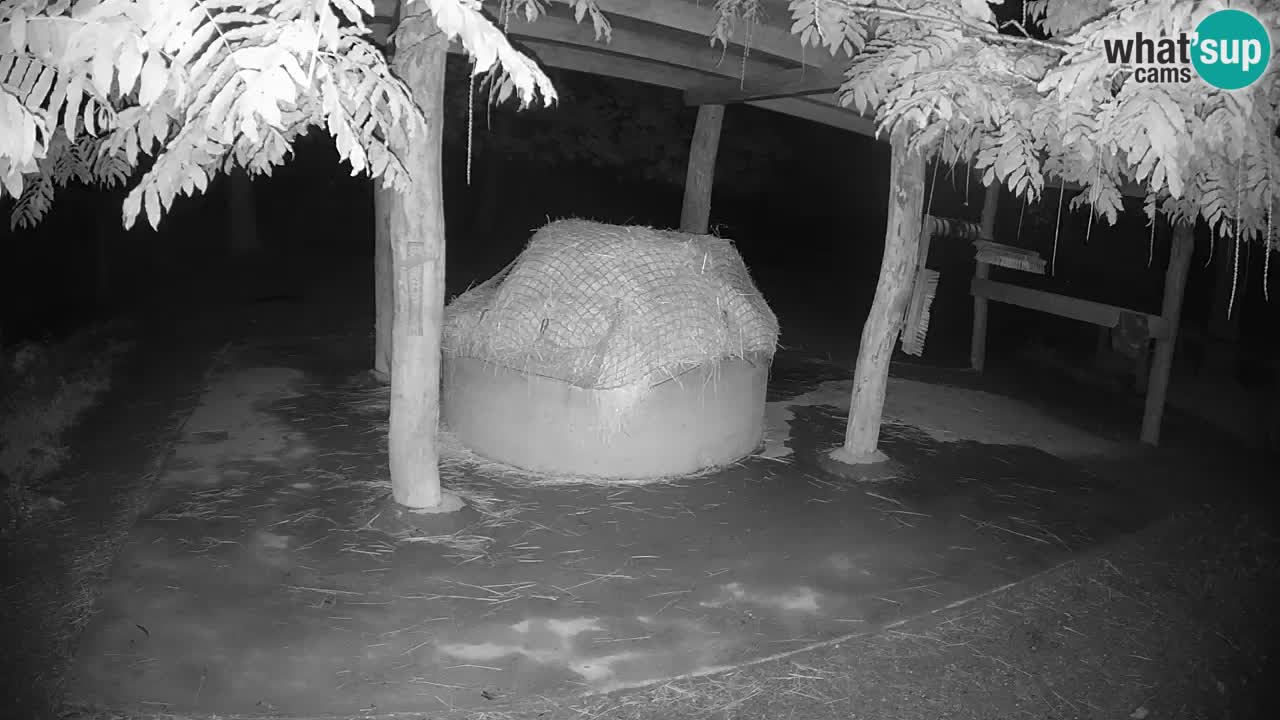 Live webcam Zebras in Ljubljana ZOO – Slovenia