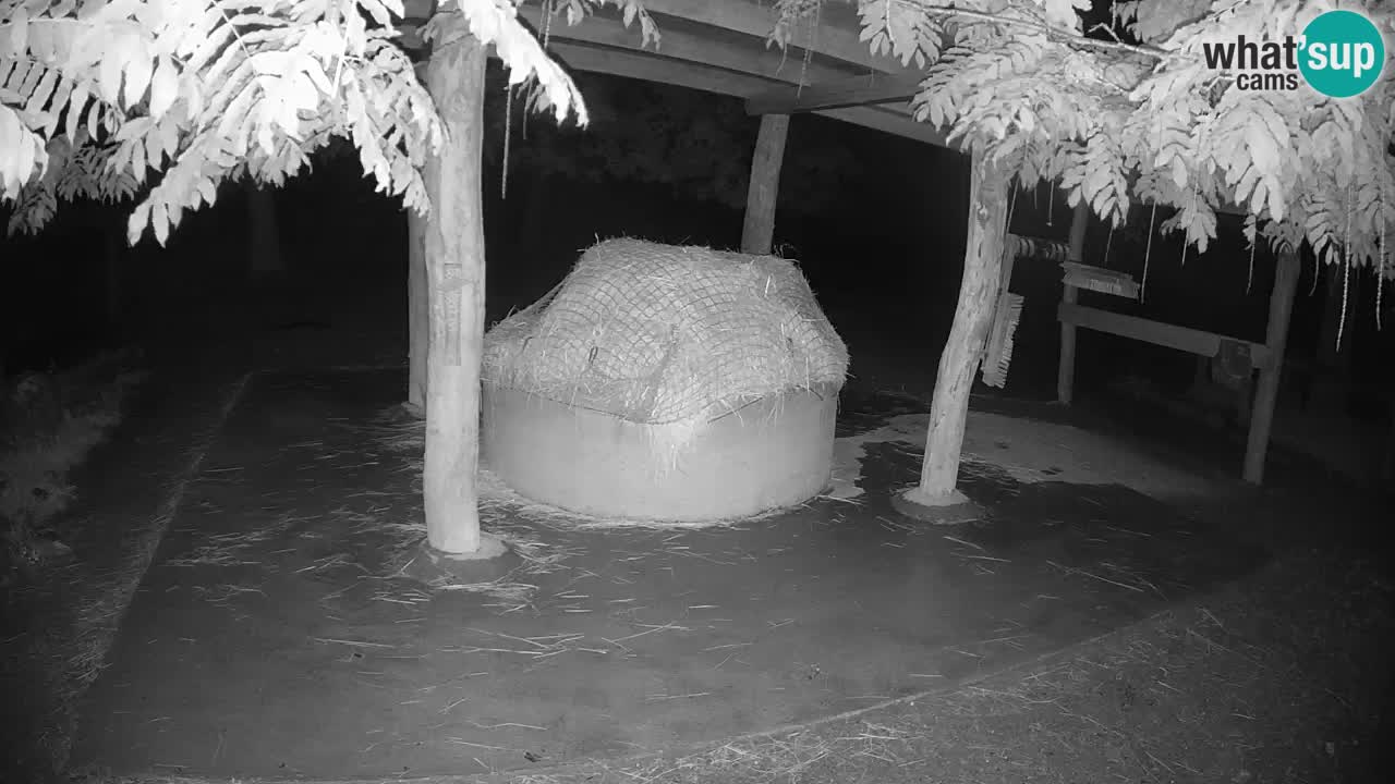 Le Zebre nello ZOO di Ljubljana – Slovenia Live webcam