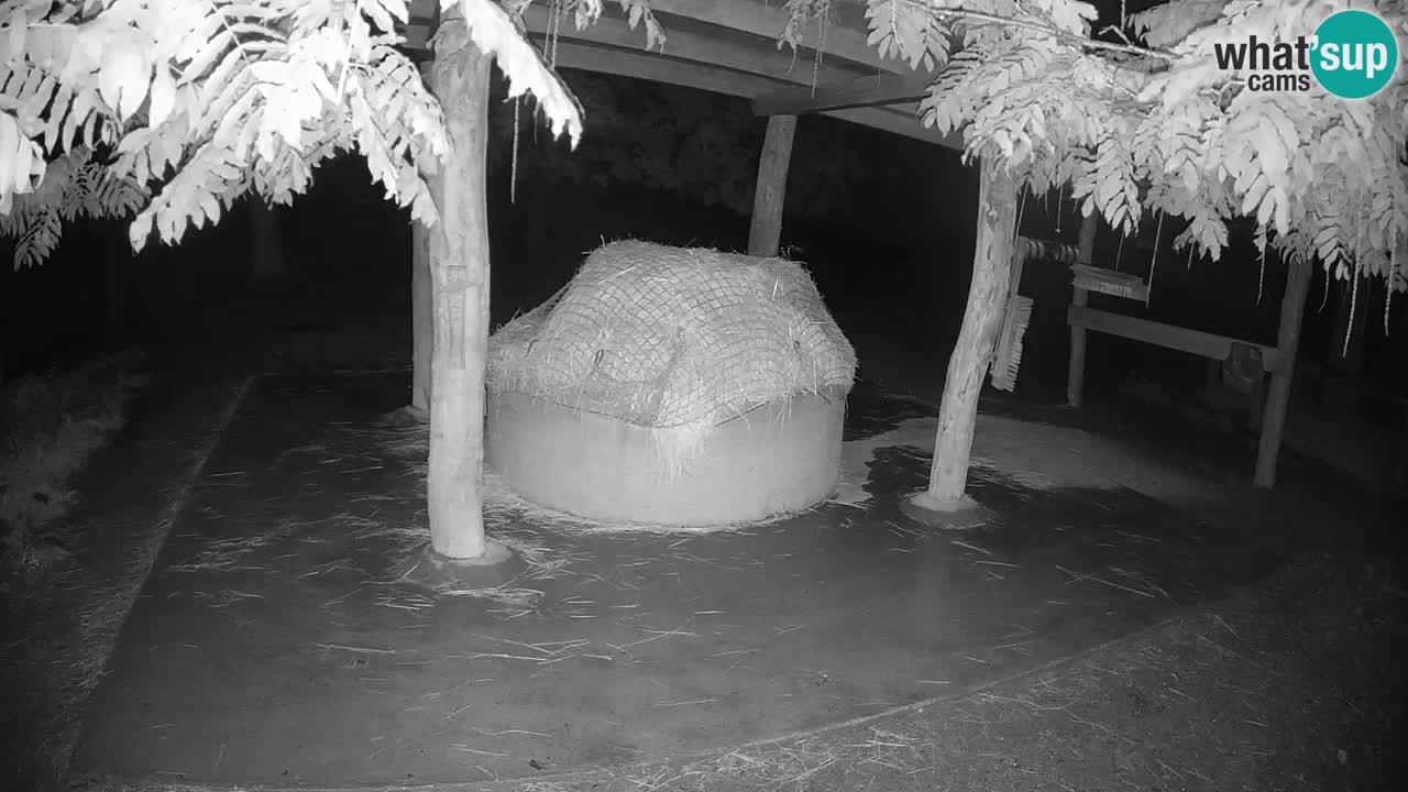 Live webcam Zebras in Ljubljana ZOO – Slovenia