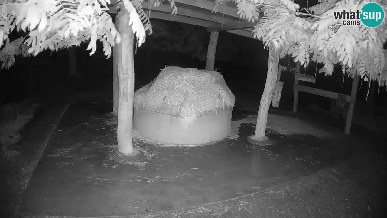 Live webcam Zebras in Ljubljana ZOO – Slovenia