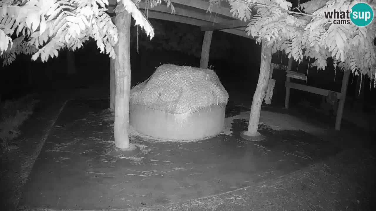 Le Zebre nello ZOO di Ljubljana – Slovenia Live webcam