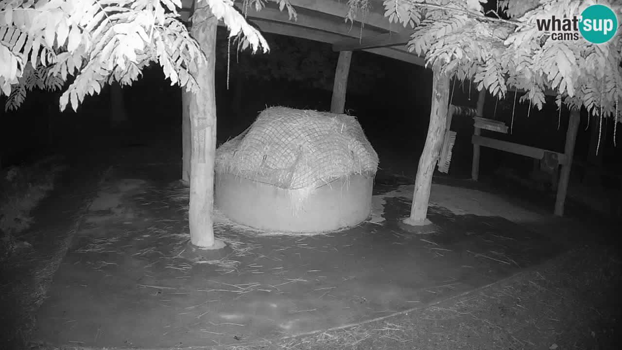 Live webcam Zebras in Ljubljana ZOO – Slovenia
