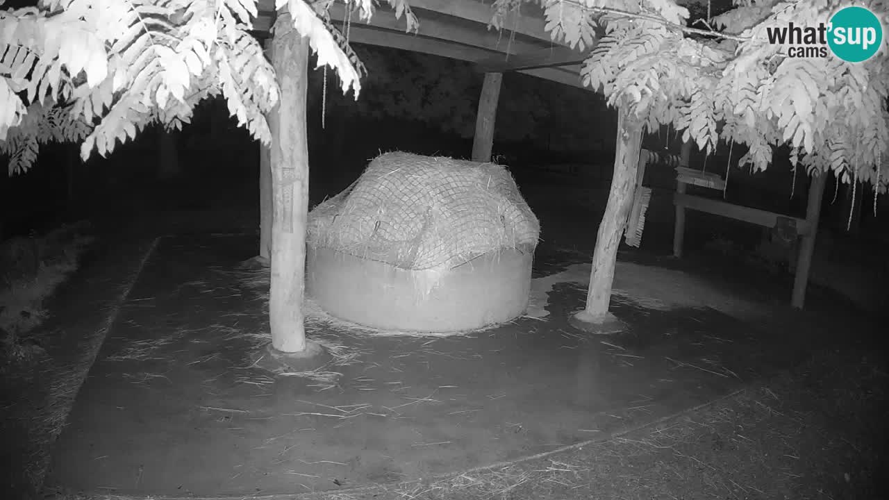 Live webcam Zebras in Ljubljana ZOO – Slovenia