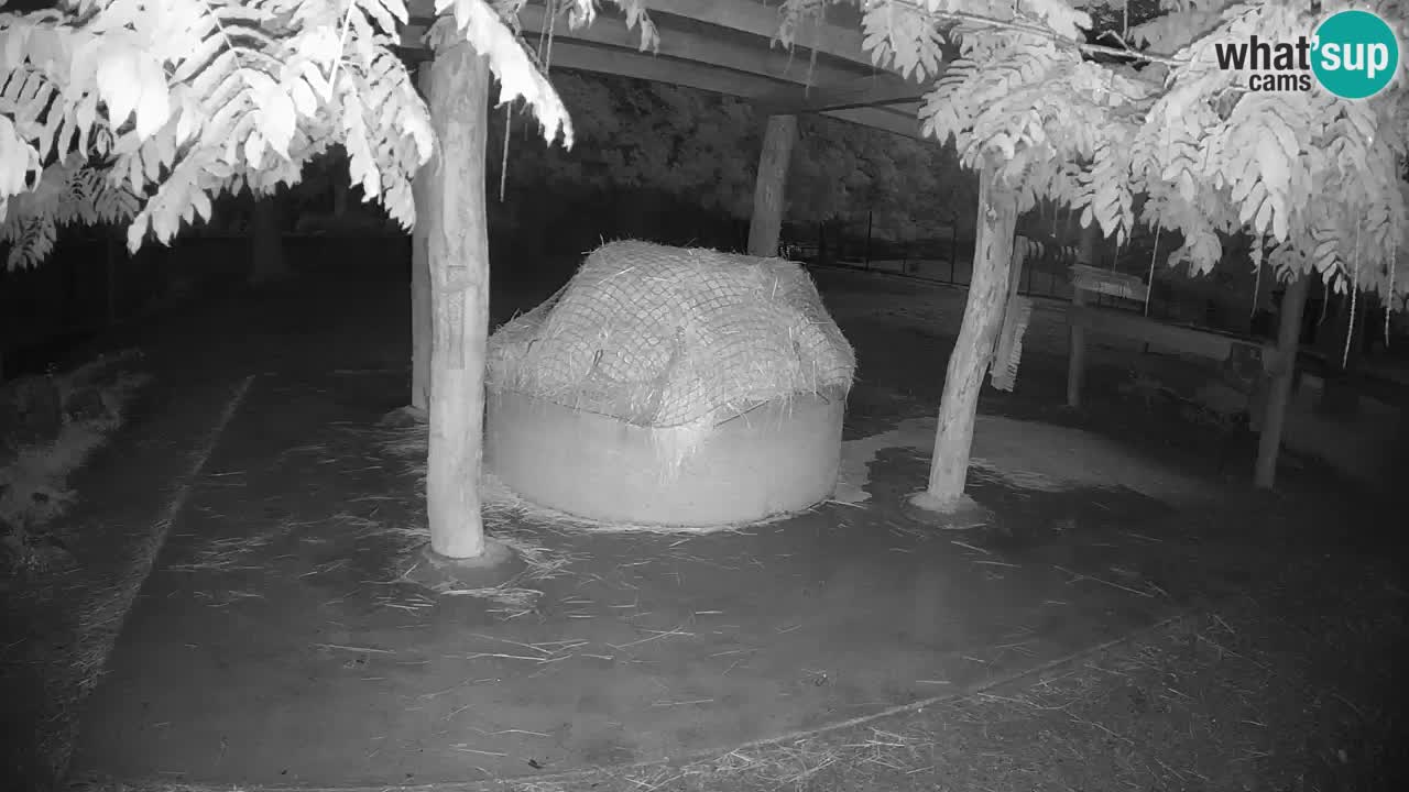 Zebre v živo v živalskem vrtu Ljubljana ZOO spletne kamere