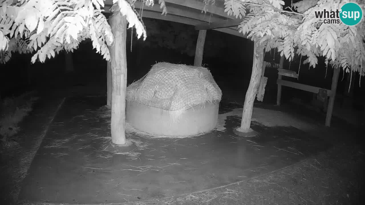 Camera en vivo Cebras in Ljubljana ZOO – Eslovenia